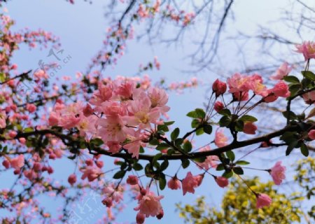 春日海棠