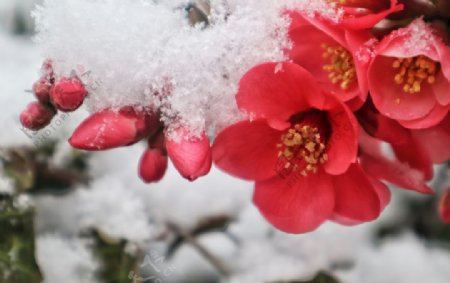 雪冻结霜鲜花