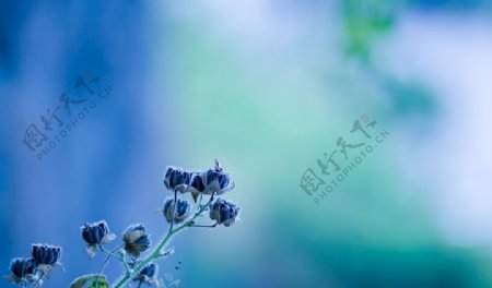 蓝色的蔷薇花