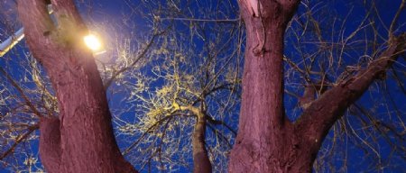 树杈树木头断面灯光蓝