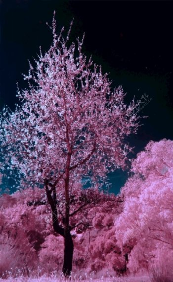 唯美粉色粉色树