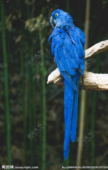 全身蓝色羽毛的鹦鹉