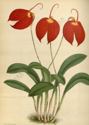 红花植物素材插画