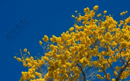 蓝天下的黄色花