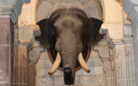 大象头印度大象