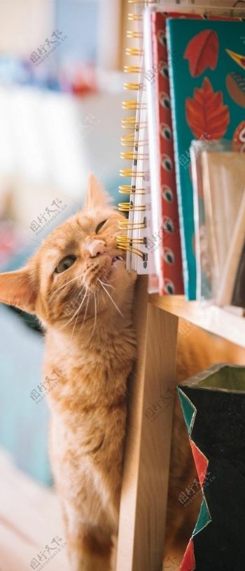 萌宠猫咪手机高清壁纸