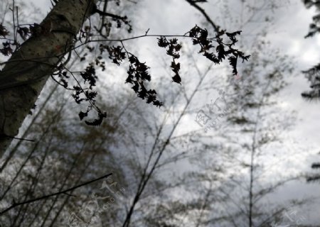 暗色树林