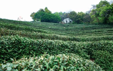 茶叶采茶西湖龙井