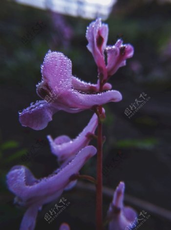 地锦苗断肠草植物紫堇