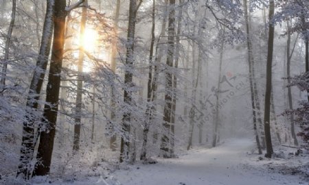 树林雪景冬季寒冷冬天