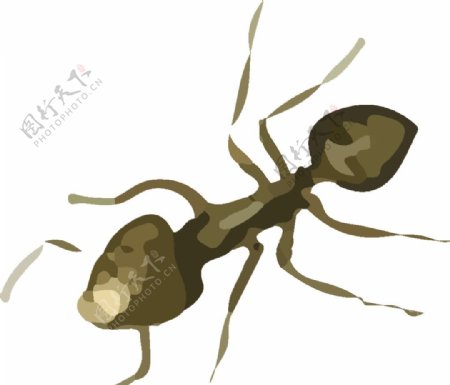 蚂蚁昆虫插画