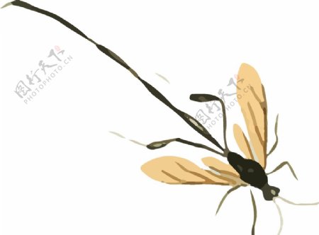 蜻蜓昆虫插画