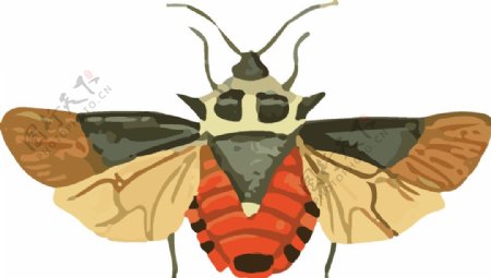 甲壳虫昆虫插画