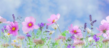 小清新薰衣草和粉色花朵