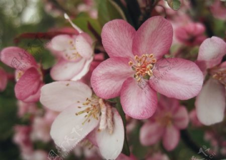 花朵与花枝