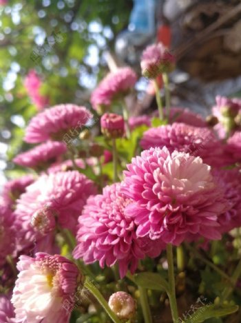 花卉乒乓球菊粉色