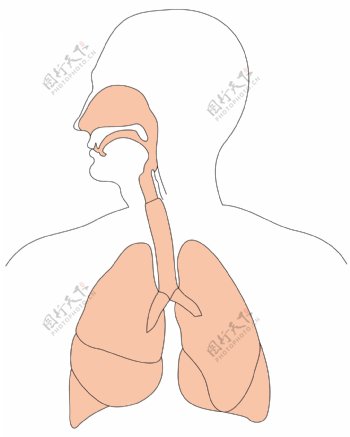 肺呼吸系统