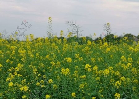 油菜花田