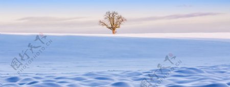 冬天天空天地之间一颗树