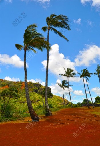 夏威夷棕榈树