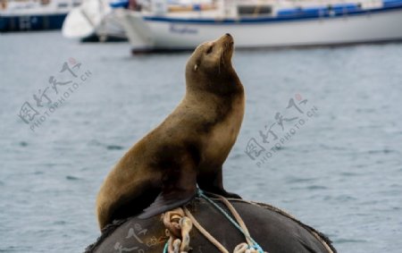 海狮