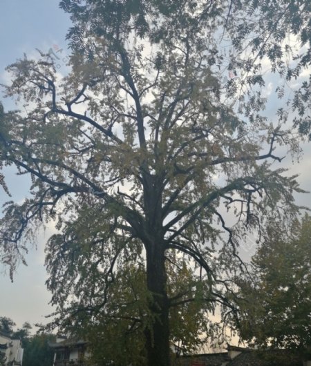 宏村古老的大树之一