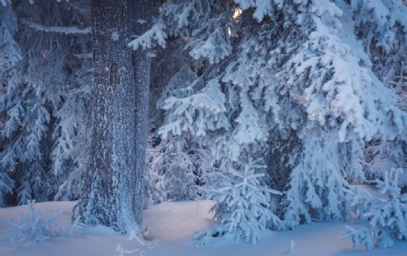 冬季雪景