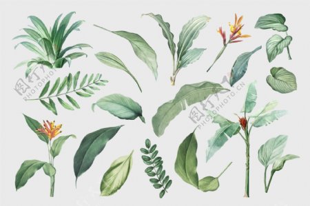 热带植物手绘清新叶子