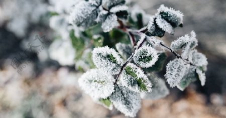 冰雪覆盖植物