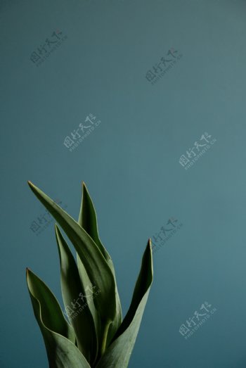 绿植虎尾兰