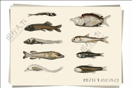 9款入深海鱼海洋生物图鉴