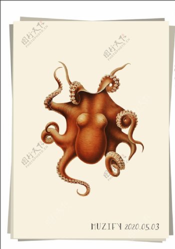 章鱼海洋生物图鉴