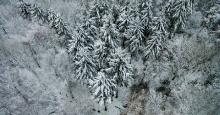 被雪覆盖的树木