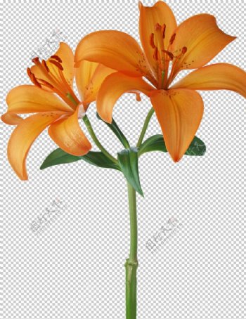 百合
