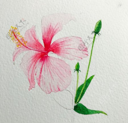 水彩彩铅绘画植物花朵