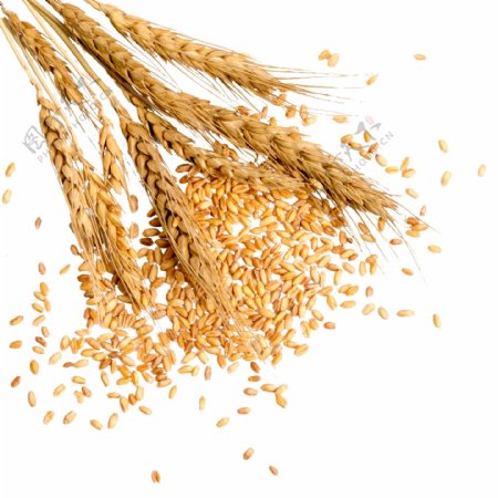 麦穗稻穗小麦稻谷合成海报素材