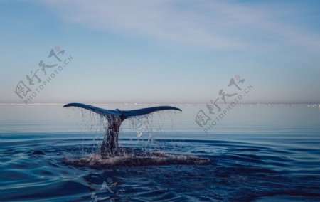 鲸鱼露出海面的尾巴