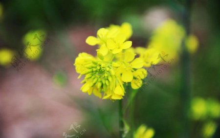 油菜花