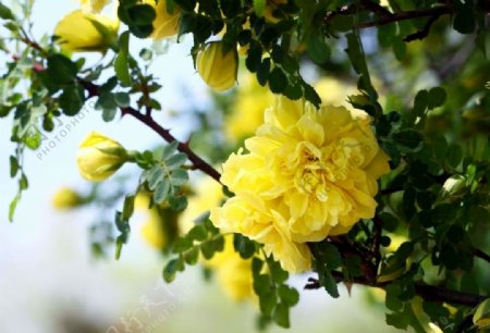 玫瑰花夏季黄色花朵