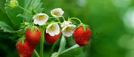 草莓绿色小白花果实