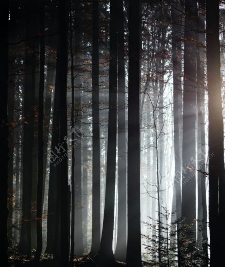 森林日光