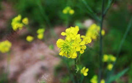 油菜开