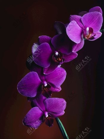 高贵粉紫色蝴蝶兰黑色背景图
