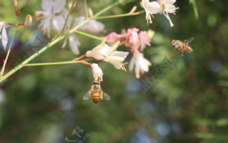 两只蜜蜂采花