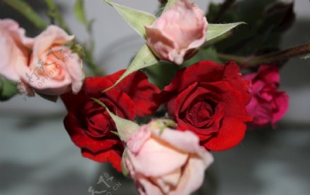 月季花玫瑰红花