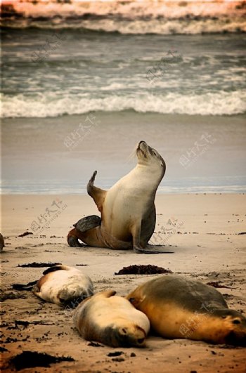 海豹海狮海洋沙滩自然背景素材
