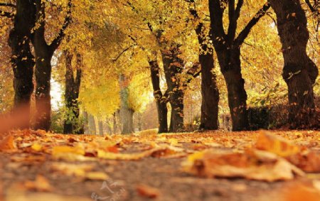 秋天落叶缤纷的街道