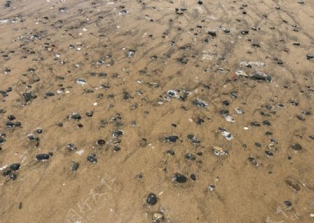 沙滩上的贝壳和石头