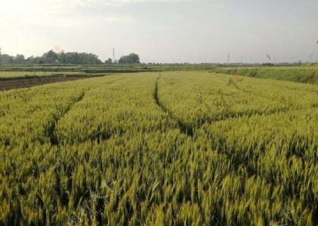 麦地麦子麦苗植物
