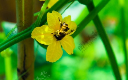 植物蜜蜂黄瓜花